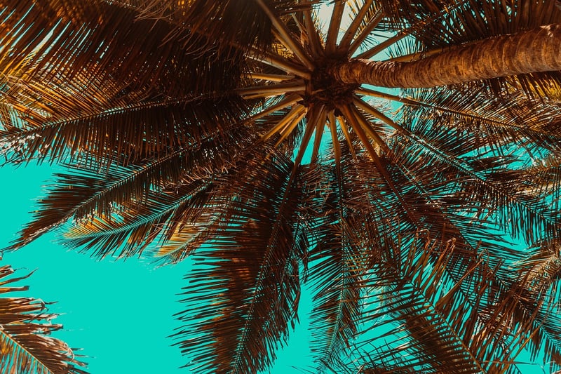 Tropical Paradise
